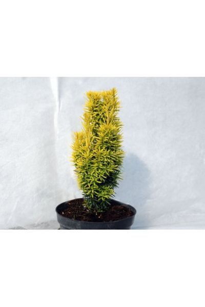 ТИС ЯГІДНИЙ 'ДАВІД' (Taxus baccata David) 02.004.009 фото