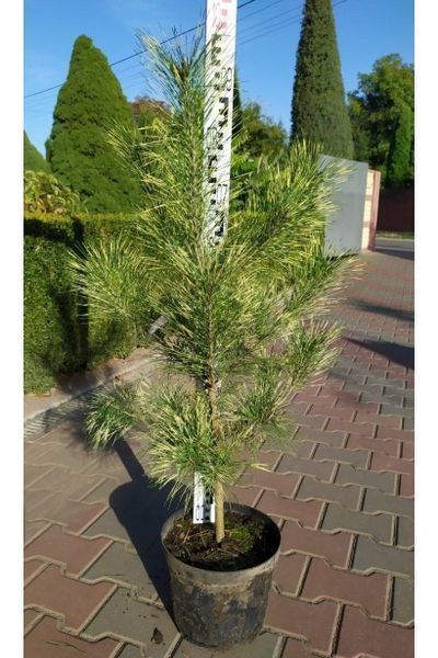 Сосна густоквіткова Окулус Драконіс (Око Дракона) К/бонсай (Pinus densiflora Oculus-Draconis) 02.003.053 фото