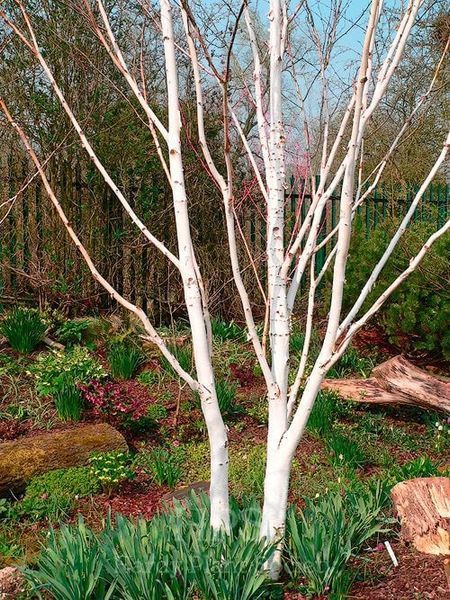Береза корисна (Betula utilis C) 01.026.022 фото