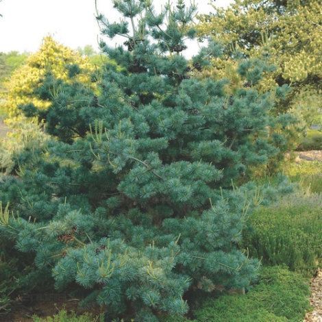 Сосна дрібноквіткова Негіші (Pinus parviflora Negishi) 02.003.010 фото