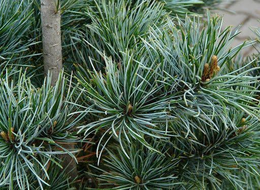 Сосна дрібноквіткова Негіші (Pinus parviflora Negishi) 02.003.010 фото