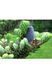 ЯЛИЦЯ КОРЕЙСЬК (Abies koreana) 02.005.065 фото 1