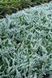 ЯЛІВЕЦЬ ПОВЗУЧИЙ 'БЛУ ЧІП' (Juniperus horizontalis Blue Chip) 02.009.024 фото 1