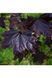Клен гостролистий Крімсон Кінг (Acer platanoides Crimson King) 01.001.023 фото 3