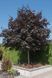 Клен гостролистий Крімсон Кінг (Acer platanoides Crimson King) 01.001.023 фото 1