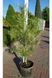 Сосна густоквіткова Окулус Драконіс (Око Дракона) К/бонсай (Pinus densiflora Oculus-Draconis) 02.003.053 фото 2