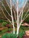 Береза корисна (Betula utilis C) 01.026.022 фото 4