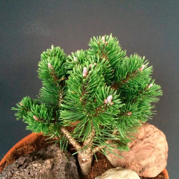 Сосна гірська Шервуд Компакт (Pinus mugo Sherwood Compact) 02.003.240 фото