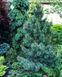 Сосна дрібноквіткова Негіші (Pinus parviflora Negishi) 02.003.010 фото 1