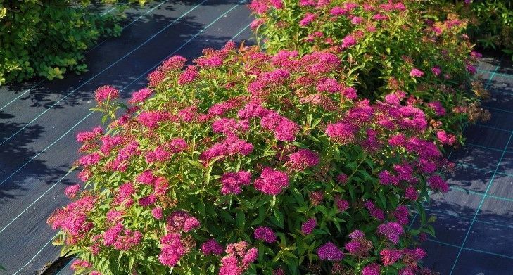 СПІРЕЯ ЯПОНСЬКА 'АНТОНІ ВАТЕРЕР' (Spiraea japonica Anthony Waterer) 01.041.016 фото