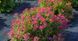 СПІРЕЯ ЯПОНСЬКА 'АНТОНІ ВАТЕРЕР' (Spiraea japonica Anthony Waterer) 01.041.016 фото 3
