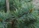 Сосна дрібноквіткова Негіші (Pinus parviflora Negishi) 02.003.010 фото 2