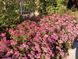 СПІРЕЯ ЯПОНСЬКА 'АНТОНІ ВАТЕРЕР' (Spiraea japonica Anthony Waterer) 01.041.016 фото 4