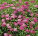 СПІРЕЯ ЯПОНСЬКА 'АНТОНІ ВАТЕРЕР' (Spiraea japonica Anthony Waterer) 01.041.016 фото 2