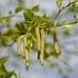 Береза корисна (Betula utilis C) 01.026.022 фото 3