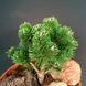 Сосна гірська Шервуд Компакт (Pinus mugo Sherwood Compact) 02.003.240 фото 2