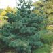 Сосна дрібноквіткова Негіші (Pinus parviflora Negishi) 02.003.010 фото 3