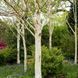 Береза корисна (Betula utilis C) 01.026.022 фото 1