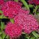СПІРЕЯ ЯПОНСЬКА 'АНТОНІ ВАТЕРЕР' (Spiraea japonica Anthony Waterer) 01.041.016 фото 1