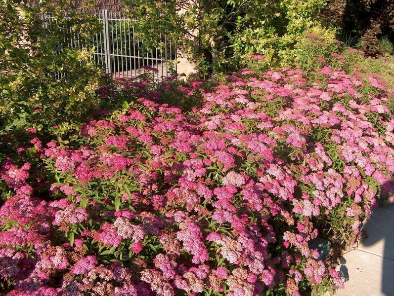 СПІРЕЯ ЯПОНСЬКА 'АНТОНІ ВАТЕРЕР' (Spiraea japonica Anthony Waterer) 01.041.016 фото